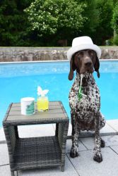 Produktinformation Kollagen