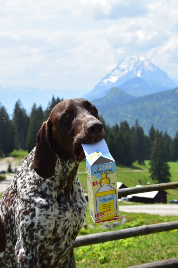 EFA Zoon Werbung mit Hund