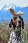 Hund als Osterhase