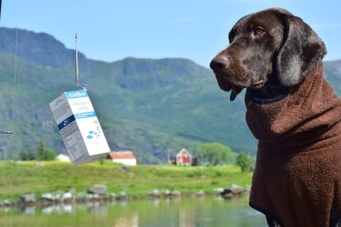 Norsan Werbebild mit Hund